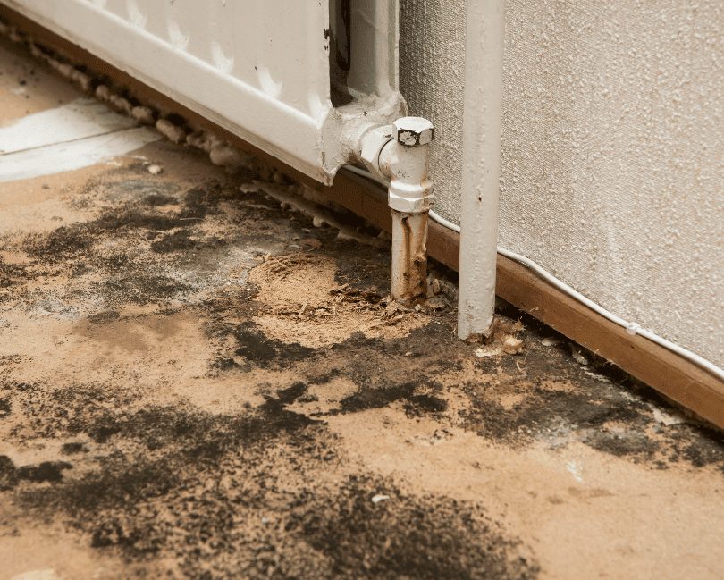 Mold on interior wall